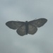 Moth on window 