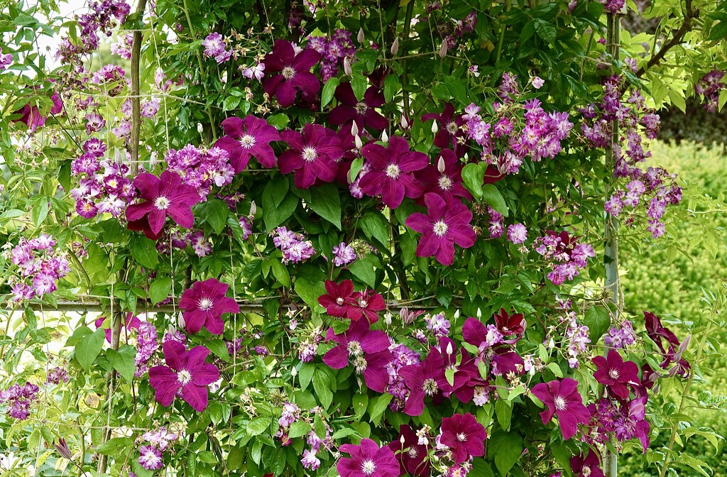 Clematis  by carole_sandford