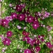 Clematis 