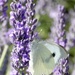 Pieris Brassicae