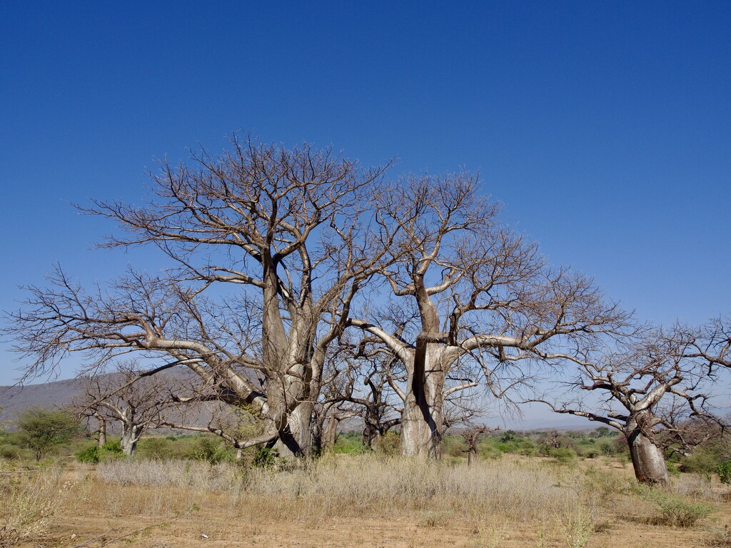 Baobabs P6298938 by merrelyn