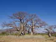 29th Jun 2025 - Baobabs P6298938
