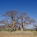 Baobabs P6298938