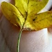Golden Detail