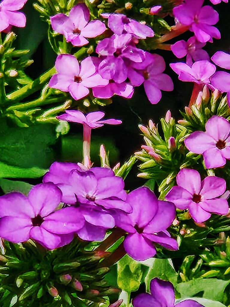 Phlox in the Afternoon by alyclark