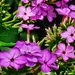 Phlox in the Afternoon