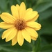Simply False Sunflower