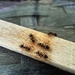 Ants