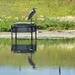 Where The Cormorant Sits...