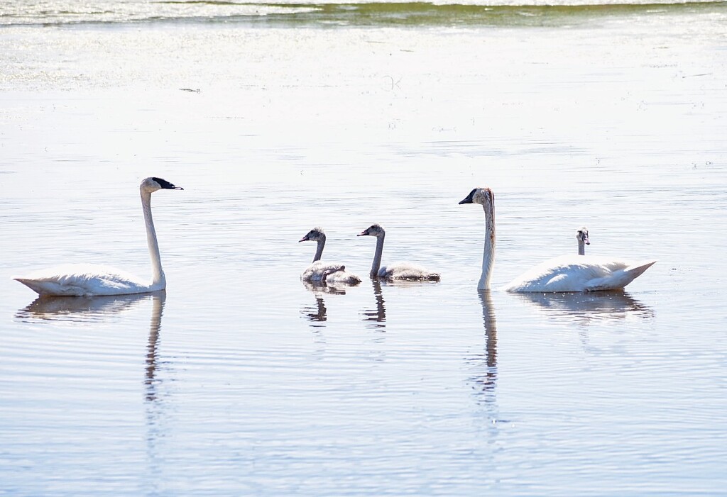 The Swan Family by bjywamer