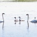 The Swan Family