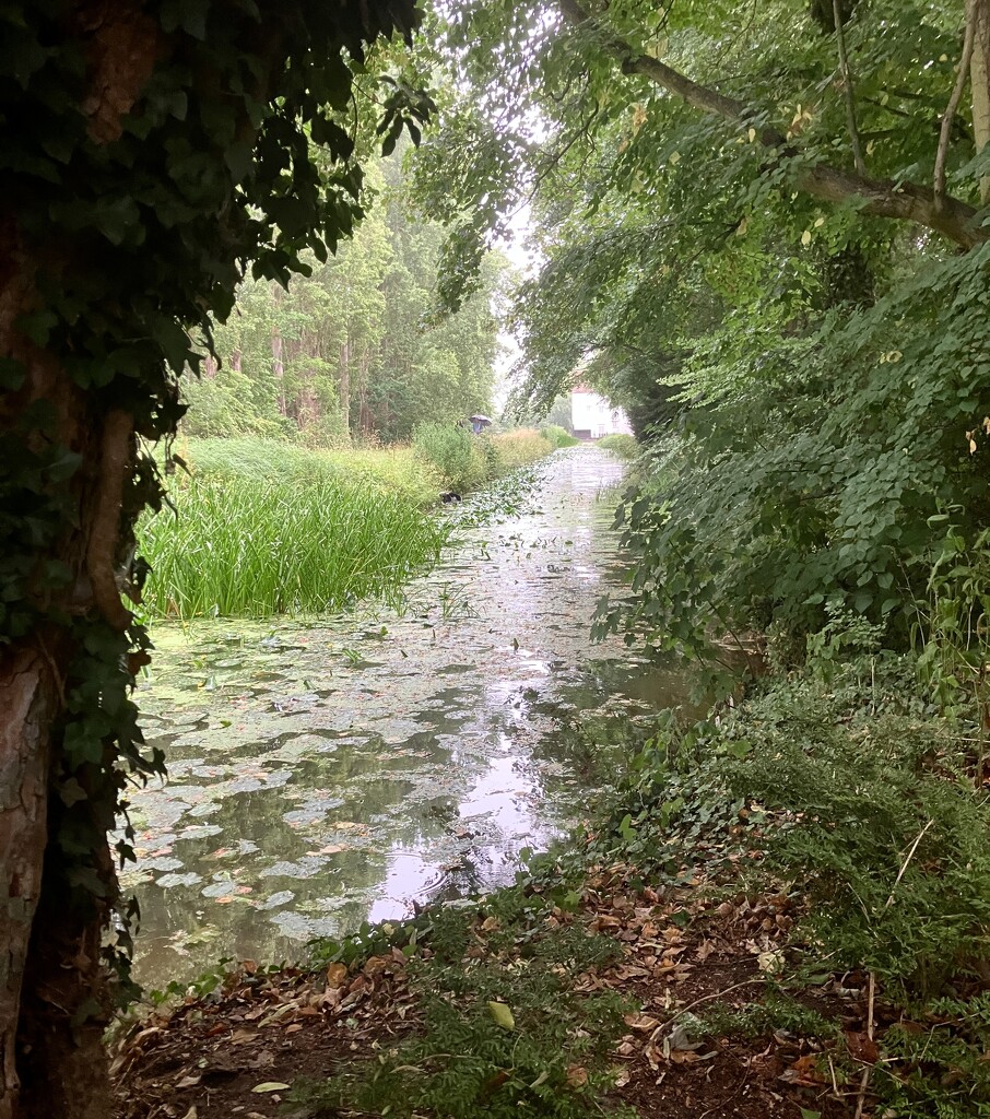 Rain at last! by foxes37