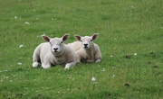 3rd Jul 2025 - Twins