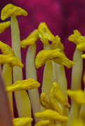 2nd Jul 2025 - Pollen poles