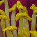 Pollen poles