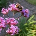happy bee