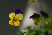3rd Jul 2025 - Viola