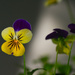 Viola