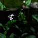Foxglove beardtongue