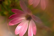 3rd Jul 2025 - African Daisy~~~~~