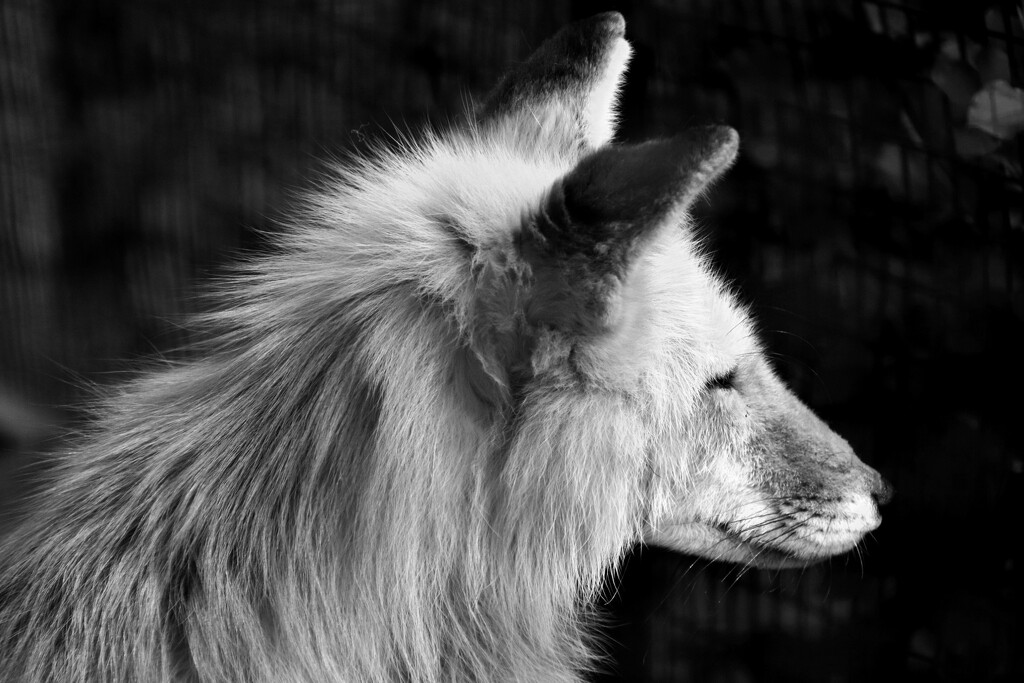 Foxy Profile by randy23