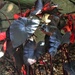 Morning Light on Elephant Ear