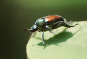 3rd Jul 2025 - Cute little beetle 