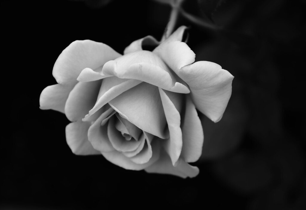 rose by blueberry1222