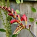 Crocosmia