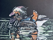 3rd Jul 2025 - Mandarin Duck