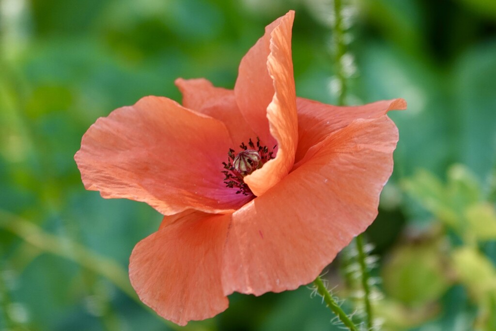 Common Poppy by carole_sandford