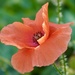 Common Poppy