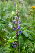 3rd Jul 2025 - Lupin
