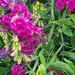 Sweet Peas 