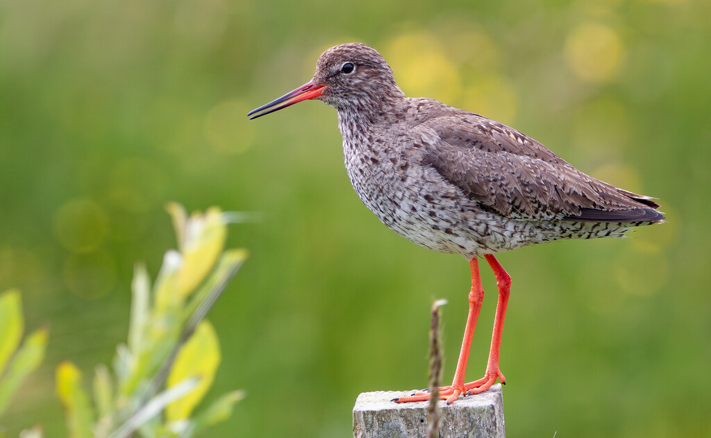 Redshank by lifeat60degrees