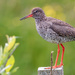 Redshank