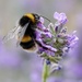 Bumble Bee