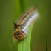 Caterpillar