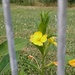 Beauty Behind Bars
