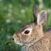 Hello Bunny