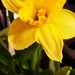 Daffodil