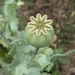 poppy