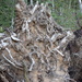 Root Ball Trolls