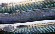 4th Jul 2025 - The Colours of Mackerel