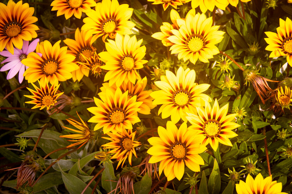 More flowers by swillinbillyflynn
