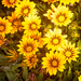 More flowers