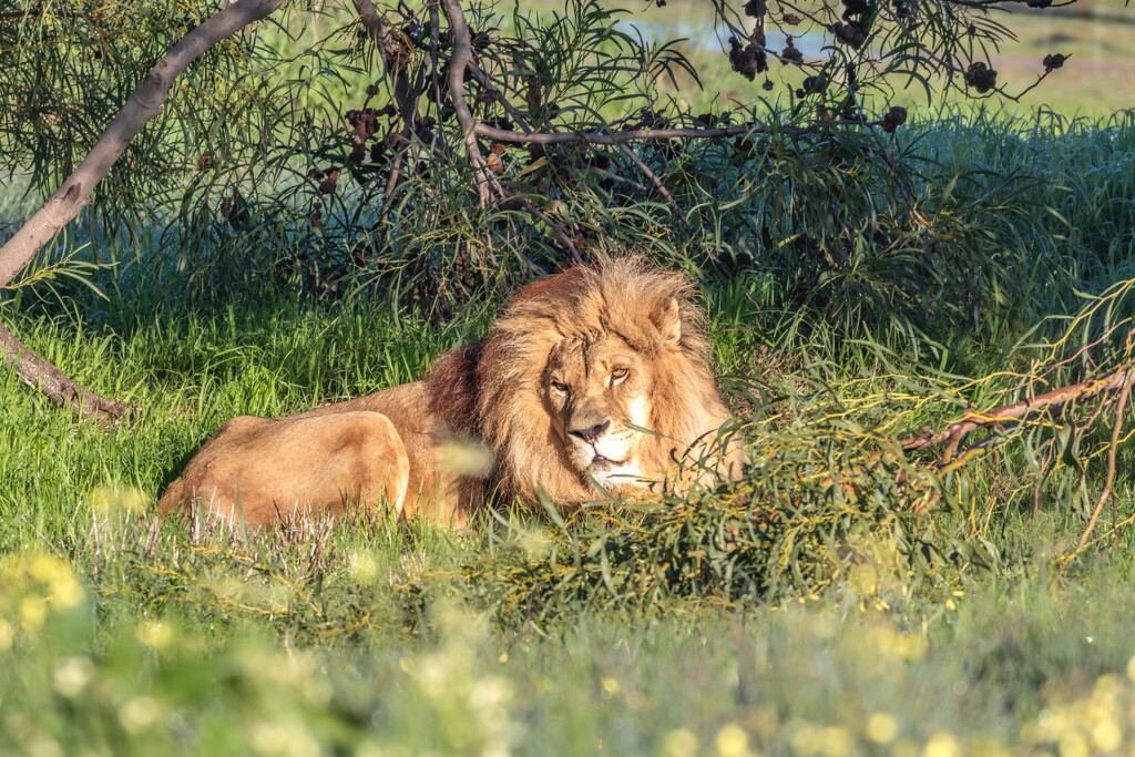 Meet Simba by ludwigsdiana
