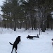 Crazy dogs love the snow! by mandyj92