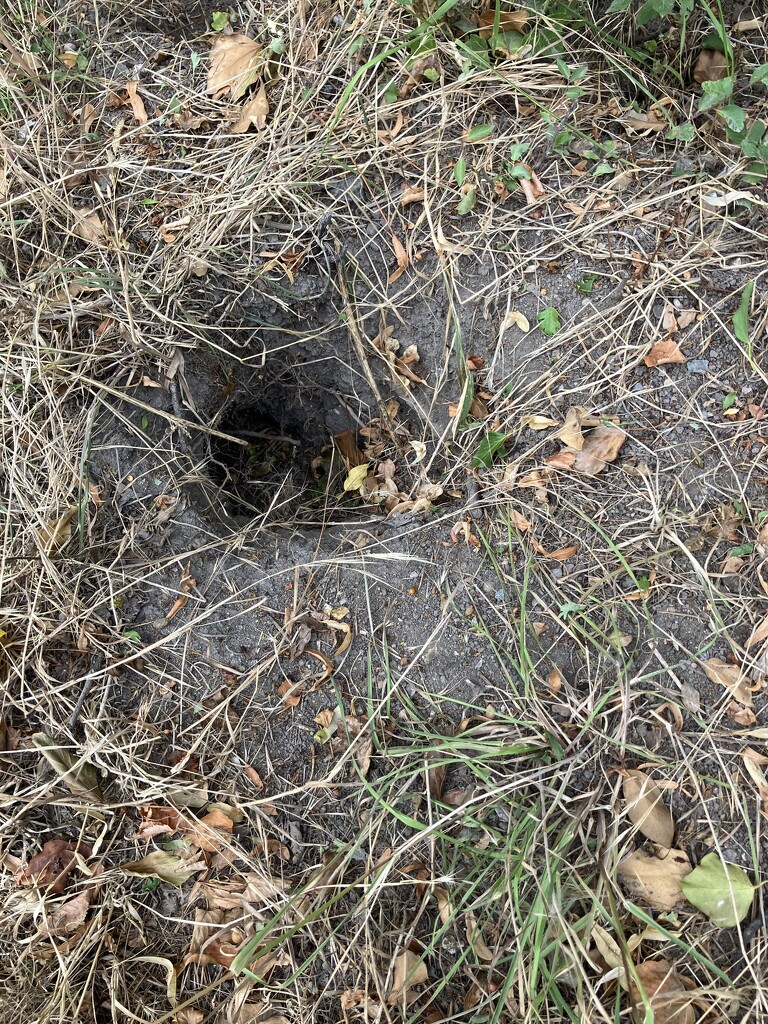 Rabbit Hole? by g3xbm
