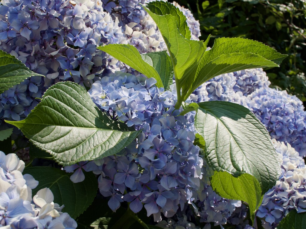 Summer Light on Hydrangeas by matsonnestam